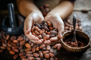 Recette du lait végétal de fève de cacao maison